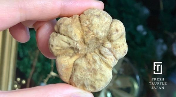 イタリア産・白トリュフ FRESH TRUFFLE JAPANのサムネイル画像 1枚目