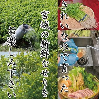 仙台名物・国産合鴨せり鍋セット せり草庵のサムネイル画像 2枚目