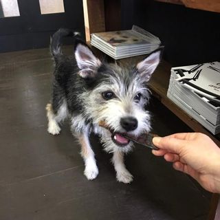 ドッグズライフ 【かつおジャーキー】 ３０ｇ トサオルグ株式会社のサムネイル画像 4枚目