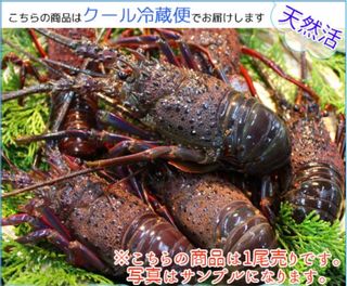 天然伊勢海老活 1尾約120g~140g 東安房漁業協同組合のサムネイル画像 1枚目