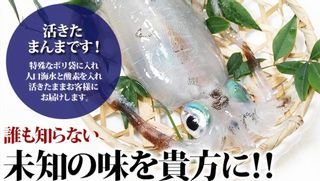 活きアオリイカ500ｇ（1尾~2尾） 浅野水産のサムネイル画像 1枚目