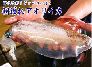 朝獲れ生アオリイカ　刺身用 ４～５人前 鹿児島魚類市場仲卸　津曲商店のサムネイル画像