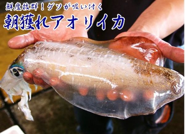 朝獲れ生アオリイカ　刺身用 ４～５人前 鹿児島魚類市場仲卸　津曲商店のサムネイル画像 1枚目