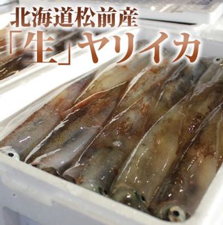 北海道松前産 ヤリイカ【生】3kg 北海道松前海産一筋 上野屋のサムネイル画像 1枚目