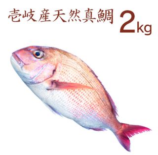 長崎 壱岐産 天然 真鯛 【2kg】 壱岐のたからのサムネイル画像 1枚目