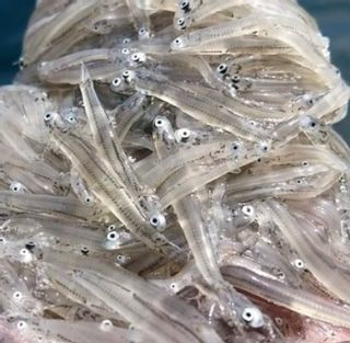 湘南生しらす(冷凍) 300gパック 鮮魚店 魚友のサムネイル画像 1枚目