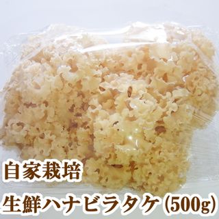 生鮮 ハナビラタケ (500g)  きのこファームラボのサムネイル画像 2枚目