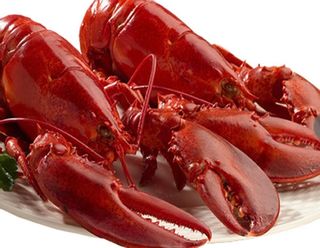 天然カナダ・アメリカ東海岸産 活ロブスターＬ（オマール海老[エビ]） 450g [×10尾] HOT LOBSTERのサムネイル画像 1枚目