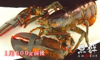 活オマール海老、1尾600gサイズ 築地魚群のサムネイル画像