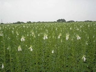 有機焙煎ごま油 三宗貿易のサムネイル画像 2枚目