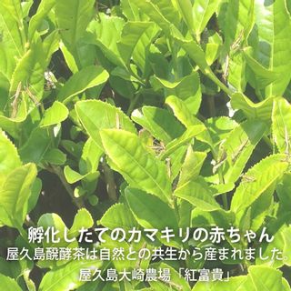 屋久島天然アールグレイ紅茶（100g)の画像 3枚目