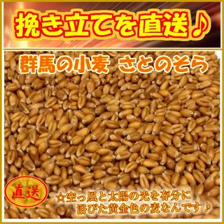 地粉 100％ 1kg キリブチ製麺のサムネイル画像 2枚目