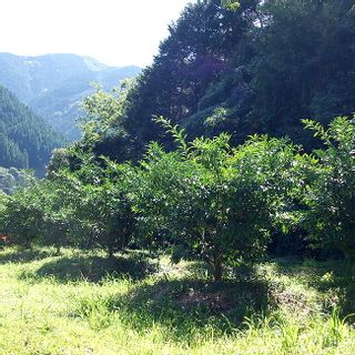 高知北川村のゆずごしょう 北川村ゆず王国のサムネイル画像 2枚目