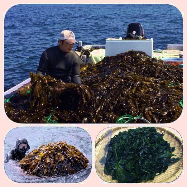 淡路島　天然わかめ 小倉屋山本のサムネイル画像 3枚目