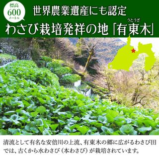 本わさび中サイズ3本＆さめ吉（ミニ）セット マルマサ山葵農園のサムネイル画像 2枚目