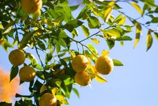 ゆず茶　432g 蜂蜜専門店　かの蜂のサムネイル画像 4枚目