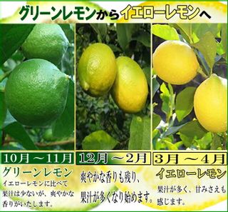 瀬戸田産 秀品レモン 3kgの画像 2枚目