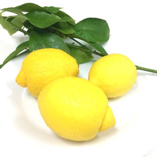 広島県大長産レモン 約1.5kgの画像 2枚目