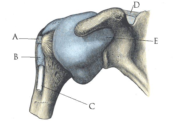 shoulder anatomy how to improve reaching behind your back the prehab guys