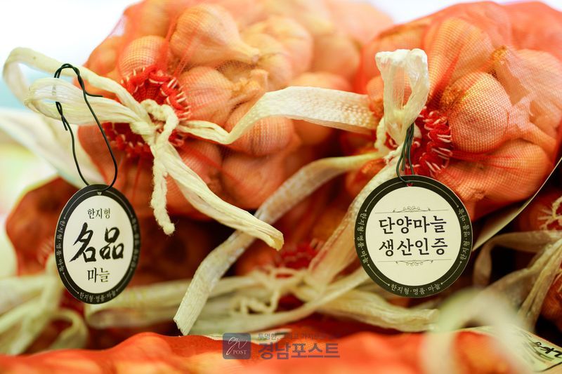 단양군이 지난 축제에서 3.7억 원의 판매고를 기록한 한지형 황토마늘을 8월 14일 공영홈쇼핑에서 전국 소비자를 대상으로 판매한다. (단양군 제공)