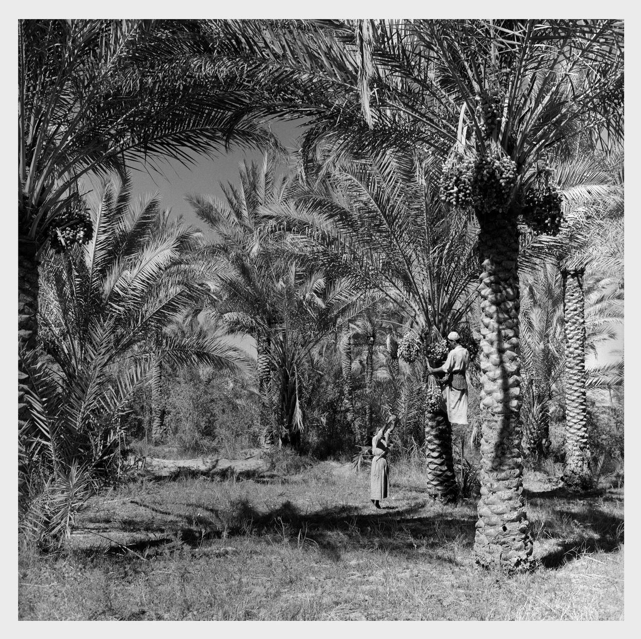 Palm orchards, Jadriya, Baghdad, 1970, 2019 | Inkjet print on Hahnemuhle fine art photo rag pearl 320 gsm paper 100.5 x 100 cm