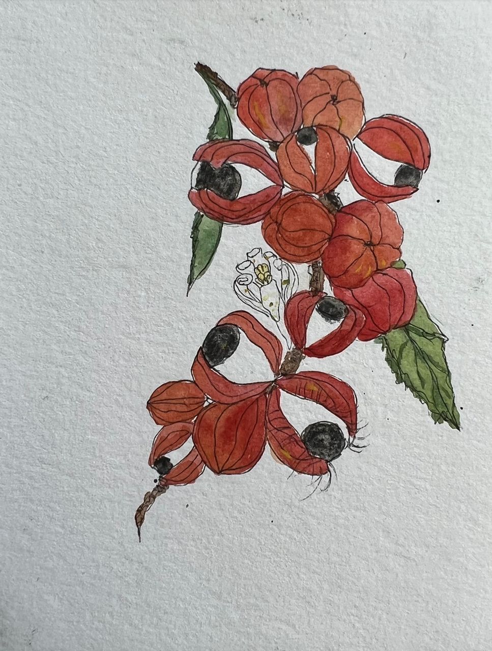 Olha o Guaraná, 2023 | aquarela e caneta sobre papel 10 x 8 cm