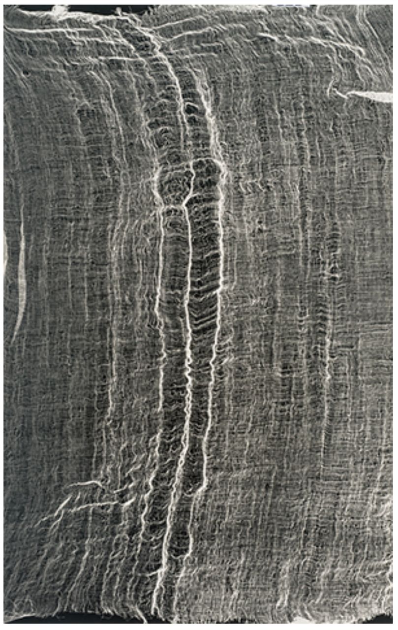 Sem Título (Gaze) , 2013/14  | Monotipia sobre papel / monotype on paper 66 x 108 cm