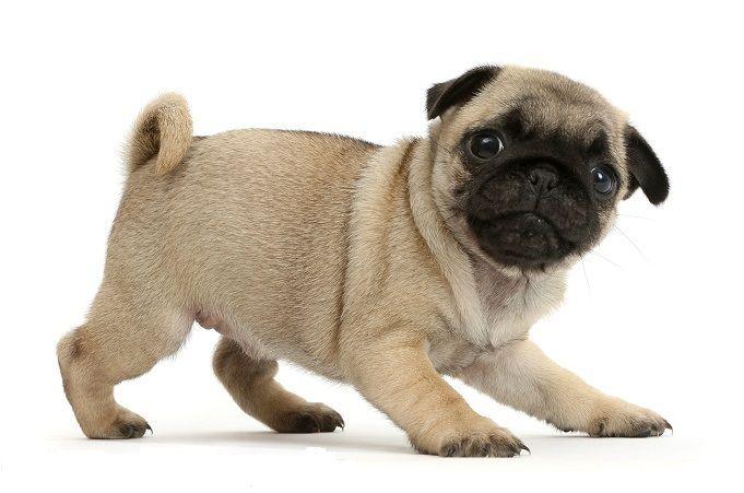 Best Deals For Pug Puppy Male In Nepal Pricemandu