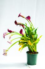 Calla lily plant (Pink)