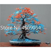 Hot Sale! 20 pcs American Maple Seedsplant Bonsai Tree Seedling