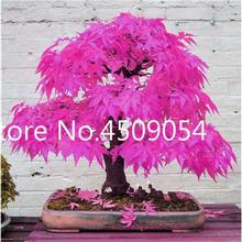 Hot Sale! 20 pcs American Maple Seedsplant Bonsai Tree Seedling