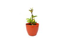 Selaginella Plant