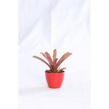 Bromelaids Regular Pot 4 Inch