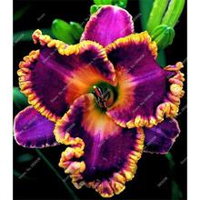 New 100 Pcs/Bag Fresh Rare Hybrid Daylily Flowers Hemerocallis Lily Indoor Bonsai Home Garden Supplies for Flower Pot