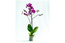 Phalaenopis Orchid Proce Flowering Plant