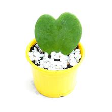 Love Plant - Plain