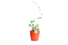 Mandevilla Pink Regular Pot 8 Inch