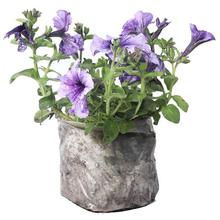 Petunia Plant in Nursery Grow Bag