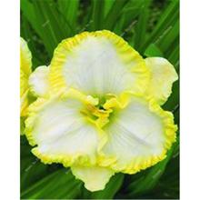 New 100 Pcs/Bag Fresh Rare Hybrid Daylily Flowers Hemerocallis Lily Indoor Bonsai Home Garden Supplies for Flower Pot