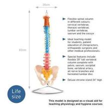 66fit Coloured Anatomical Flexible Vertebral Column With Pelvis - (XC-105C)