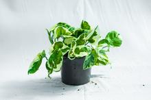 Money Plant Njoy