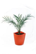 Phoenix Palm Plant