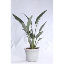 Bird of Paradise Self Watering Pot 30 cm