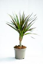 Dracena Marginata plant (Single Steam 3 Varities)