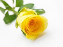 Rose Yellow (1 PCc)