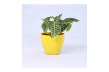 Croton Regular Pot 6 Inch