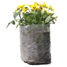 Medium Pansy Plant in Nursery Grow Bag