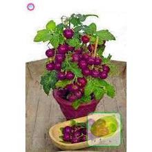 200 pcs/bag bonsai tomato , delicious cherry tomato ,Non-GMO  vegetables Edible food balcony potted garden plants