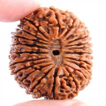 21 face Rudraksha