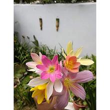 Urban Gardens Rare Mixed Rain Lily Bulbs Mix,